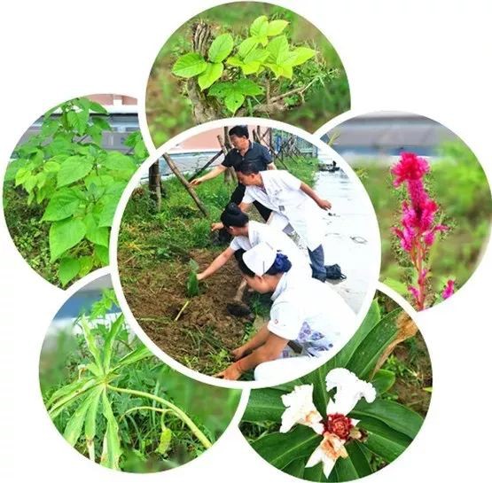 民族植物药药园