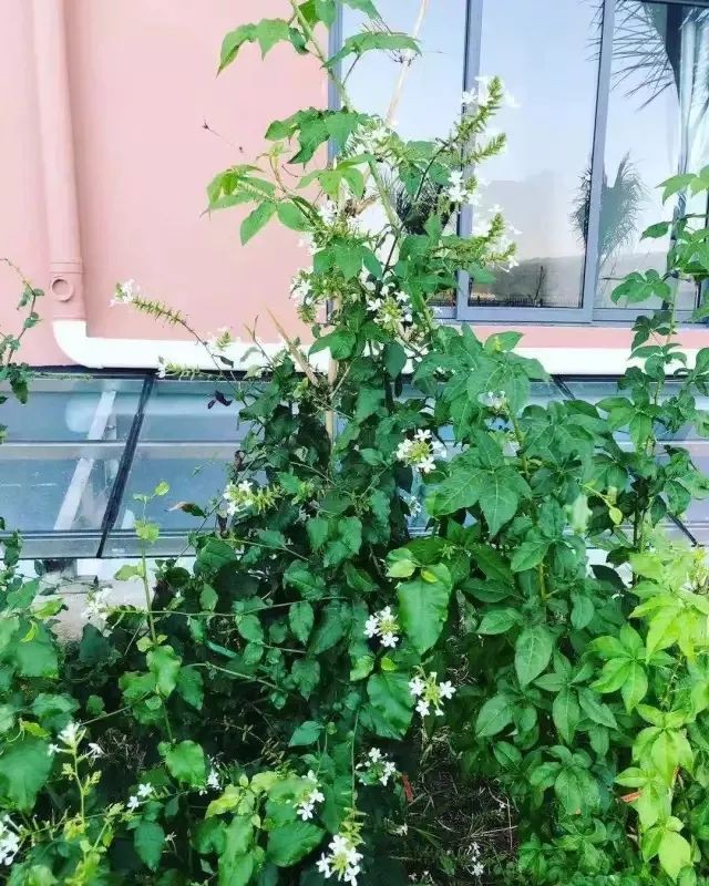 16109332625049.jpg 16109332625049.jpg