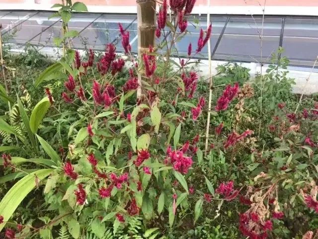 16109332729698.jpg 16109332729698.jpg